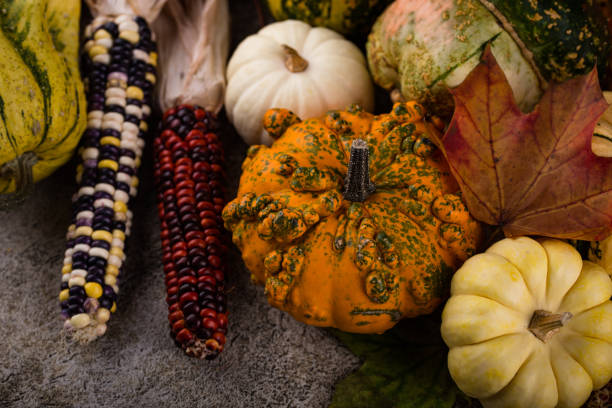 Autumn still life with pumpkin and color corn cobs. Fall background