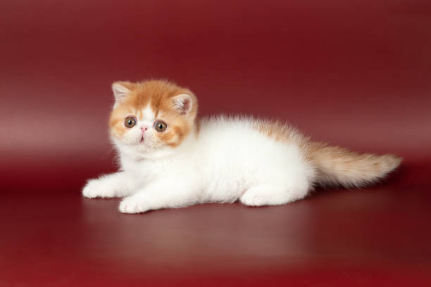 istock small beautiful red kitten exotic on a burgundy background in the studio. 1481201696