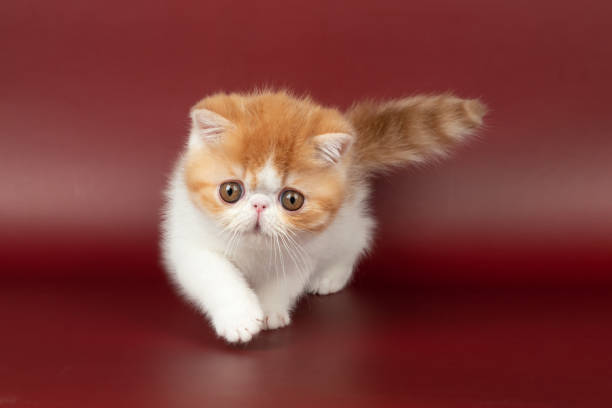 istock small beautiful red kitten exotic on a burgundy background in the studio. 1481201697
