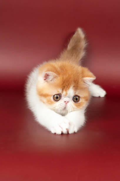 istock small beautiful red kitten exotic on a burgundy background in the studio. 1481201699