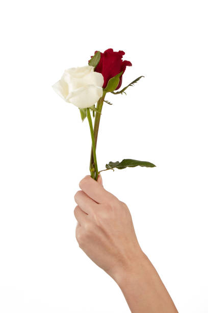istock Female Hand Holds Roses On White 1481201723