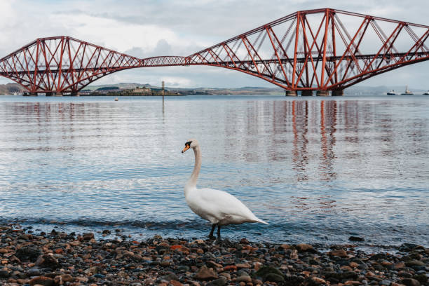 forth rail bridge en edimburgo, escocia. - scotland texas fotografías e imágenes de stock