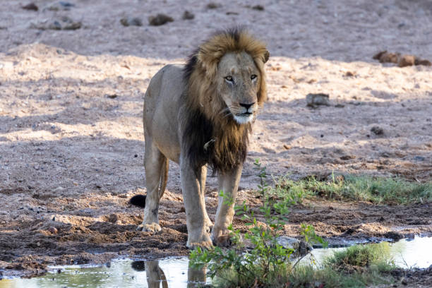 istock Large black main lion male 1481203255