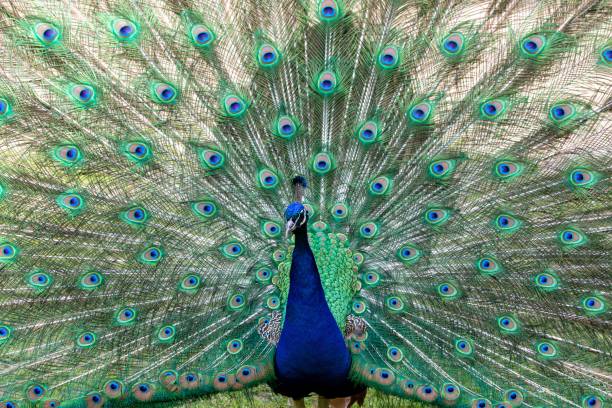 istock Vibrant peacock proudly flaunting its feathers in its zoo enclosure 1481208295