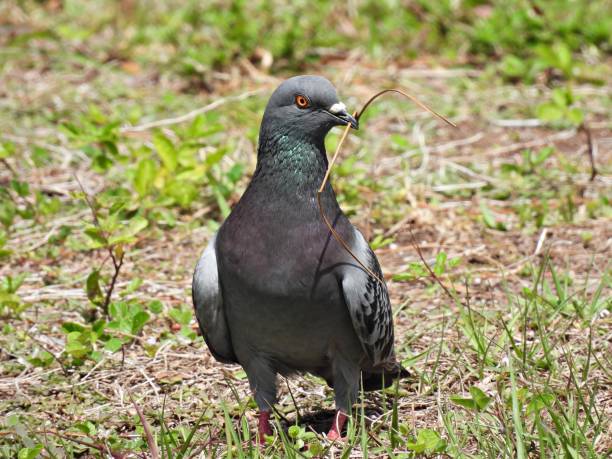 istock Rock Pigeon (Columba livia) - collecting material for its nest 1481209290