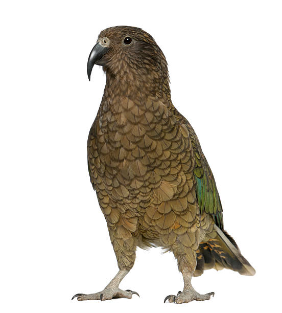istock Kea, Nestor notabilis, a parrot, standing 148121082