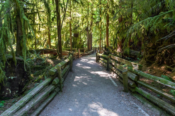 istock Macmillan provincial Park, Vancouver Island, Canada 1481211461