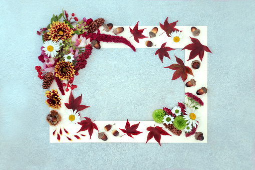 Abstract Autumn and Thanksgiving arrangement of leaves and flowers. Background nature white frame of vivid natural design for the Fall season. Flat lay, top view, copy space on mottled grey blue.