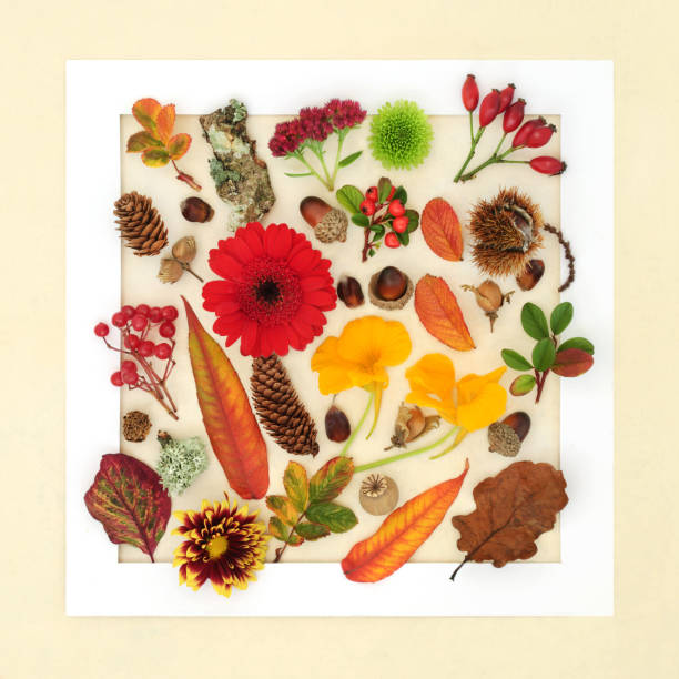 istock Autumn Abstract Background Border Floral Nature Composition 1481211544