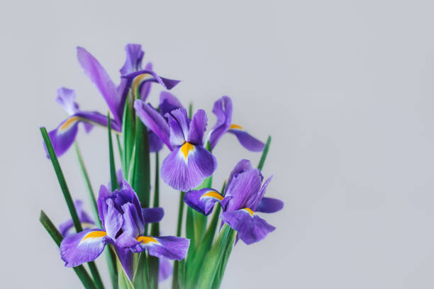 istock Beautiful bouquet of Iris flowers on a grey background. 1481212104