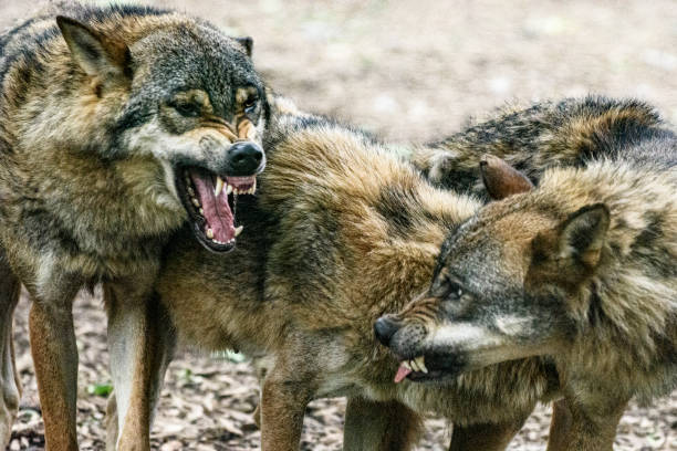 Fighting wolves Fighting gray wolves. Conflicts are common in the wolf pack. They enable the creation and maintenance of hierarchies. wolf snout pictures stock pictures, royalty-free photos & images