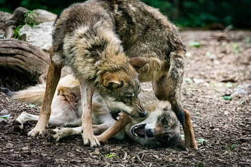 Fighting gray wolves. Conflicts are common in the wolf pack. They enable the creation and maintenance of hierarchies.
