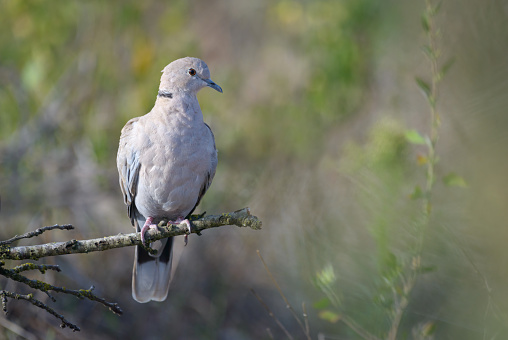 Eurasian Collared dove Streptopelia decaocto one bird perched on branch of a tree in woodlands isolated soft focus background
