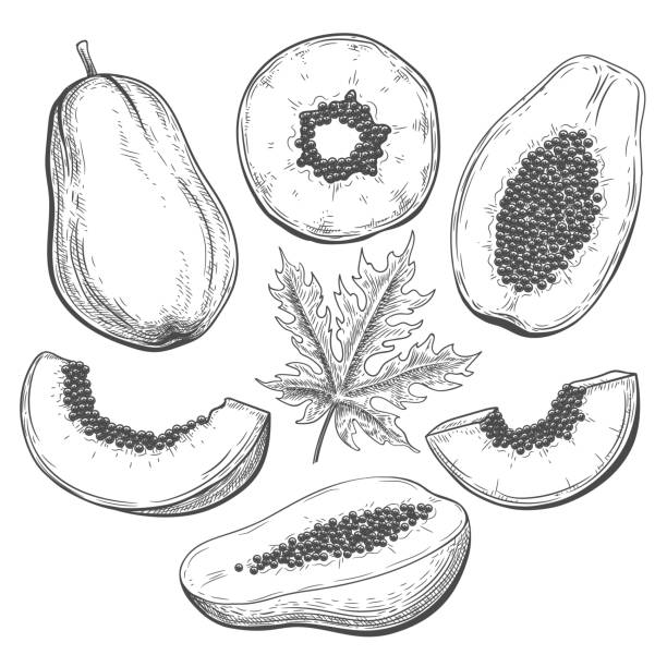 ilustrações, clipart, desenhos animados e ícones de esboço botânico de mamão - papaieira