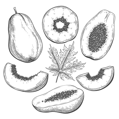 Papaya sketch. Hand drawn thailand papayas whole and slices fruits and plant leaf isolated on white background, tropical papayya engraving etching pencil drawing botanic vector