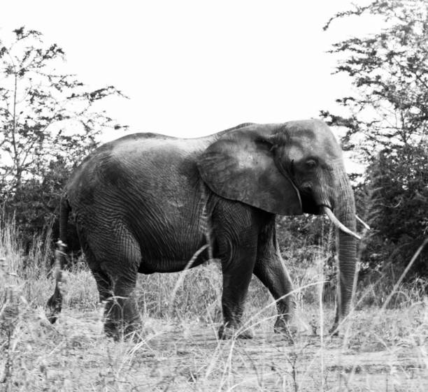 istock Beautiful Queen Elizabeth National Park,Uganda 1481215719