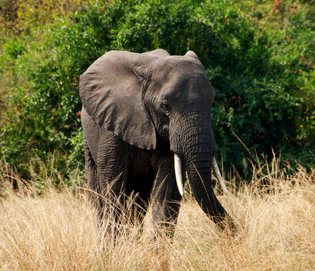 istock Beautiful Queen Elizabeth National Park,Uganda 1481215797