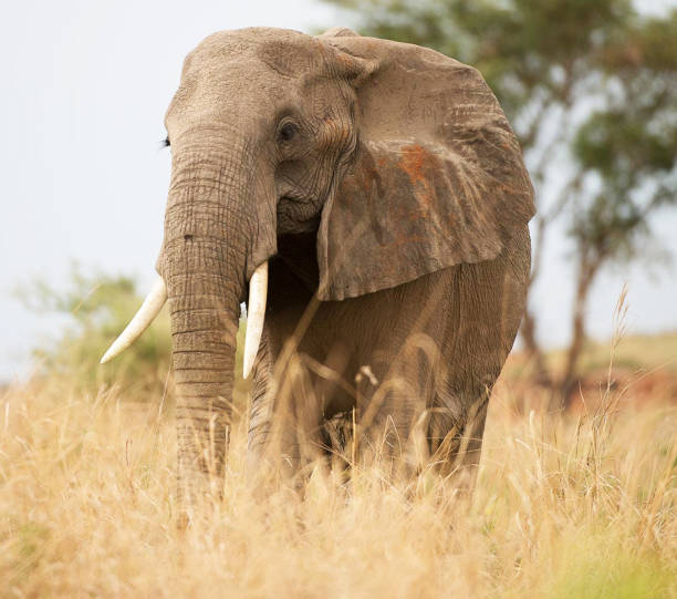 istock Beautiful Queen Elizabeth National Park,Uganda 1481215949