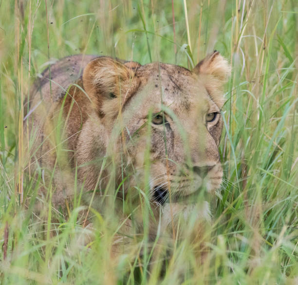 istock Beautiful Queen Elizabeth National Park,Uganda 1481215955