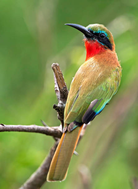 istock Beautiful Queen Elizabeth National Park,Uganda 1481215978