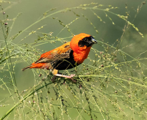 istock Beautiful Queen Elizabeth National Park,Uganda 1481216090