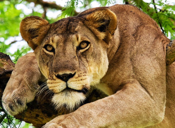 istock Beautiful Queen Elizabeth National Park,Uganda 1481216119