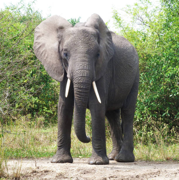 istock Beautiful Queen Elizabeth National Park,Uganda 1481216136