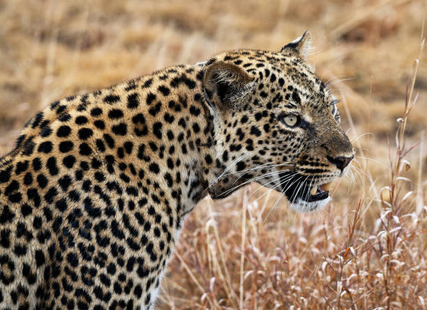 istock Beautiful Queen Elizabeth National Park,Uganda 1481216159