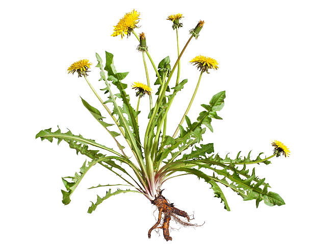 Dandelion Dandelion (taraxacum officinale) isolated on white background dandelion root stock pictures, royalty-free photos & images