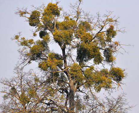 In nature, mistletoe (Viscum album) parasitizes on the tree