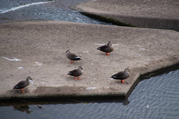 istock Landscape with ducks in nature 1481217768