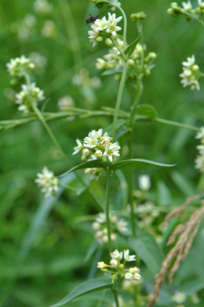 in primavera, vincetoxicum hirundinaria fiorisce nella foresta - antitoxin foto e immagini stock