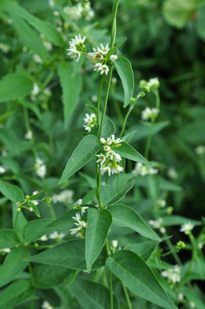 in primavera, vincetoxicum hirundinaria fiorisce nella foresta - antitoxin foto e immagini stock