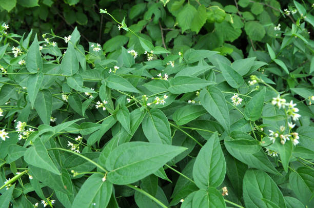 in primavera, vincetoxicum hirundinaria fiorisce nella foresta - antitoxin foto e immagini stock