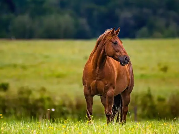 Photo of American quater horse in a meadow with small flowers