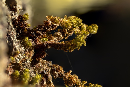 A close up of a white lichen on the bark of a tree in soft sunlight near the trunk