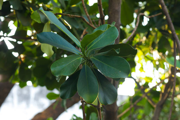 istock Green leaves of tropical tree 1481219155
