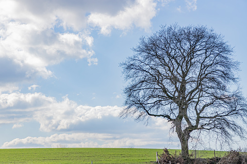 Dutch agricultural field with huge bare tree against blue sky cloud-capped in background, thick trunk and curved branches, sunny winter day in fieldland, South Limburg in the Netherlands
