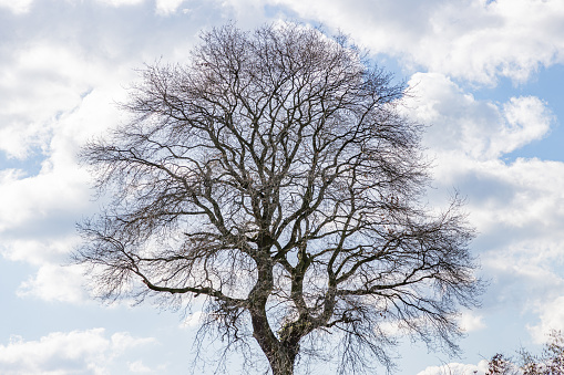 Huge bare tree against a blue sky covered with white clouds in the background