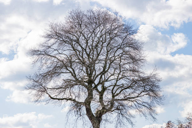 Huge bare tree against a blue sky covered with white clouds in the background stock photo