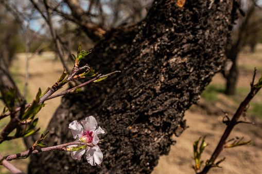 Pink and white flowers blooming on a tree in spring