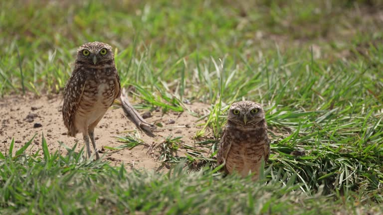 Burrowing Owls