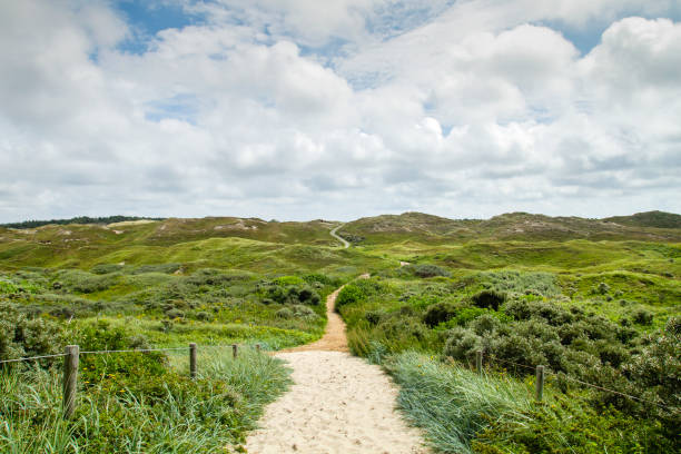 istock Footpath in the dunes of texel 1481221531
