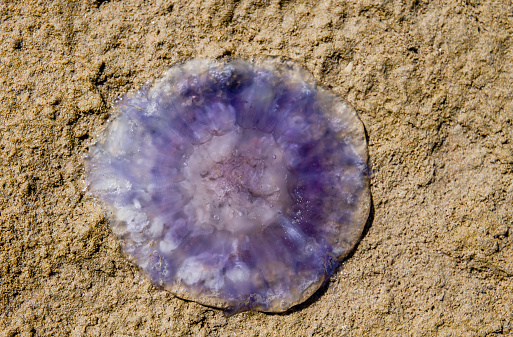 Purple jellyfish beached on the sand