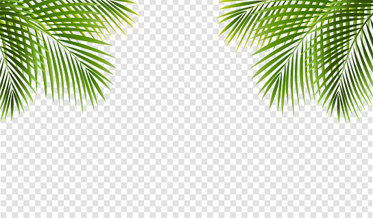 Palm Tree With Gradient Mesh, Vector Illustration