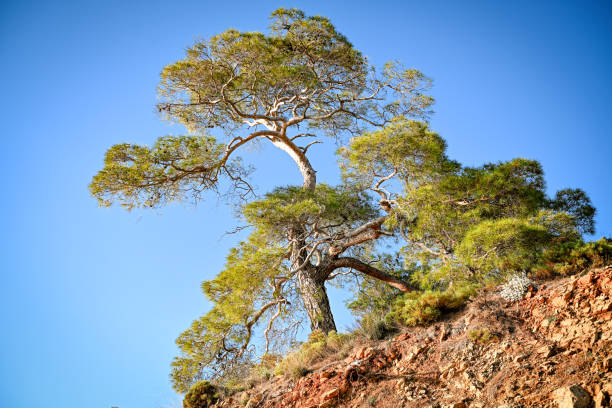 crowns of southern pines against the sky