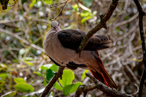 Pink pigeon, nesoenas mayeri, perched on a tree branch, Mauritius