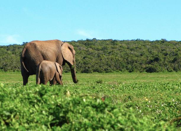 mamma e cucciolo di elefante - elefante africano - addo elephant national park foto e immagini stock