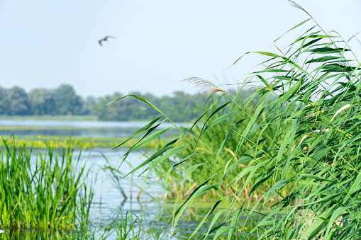 Scenic lake in autumn sunlight. Lake shore with reeds. Hebei Province, China.