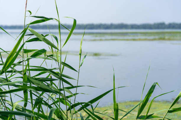 istock Slowly flowing river is overgrown with yellow water lilies. 1481222641